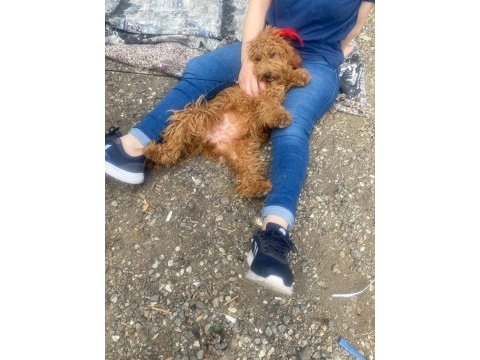 Toy poodle dişi 7 aylık