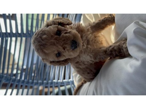 A kalite toy poodle bebekleri