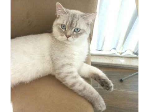 Genç yakışıklı british shorthair kedimiz