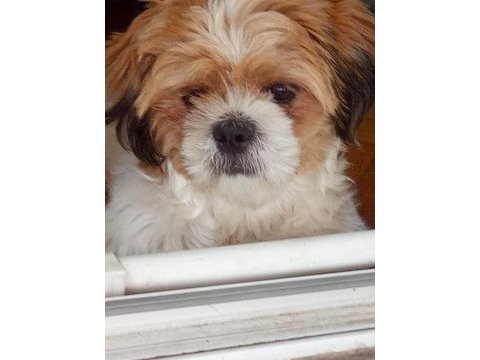 Sevimli bir dost shih tzu