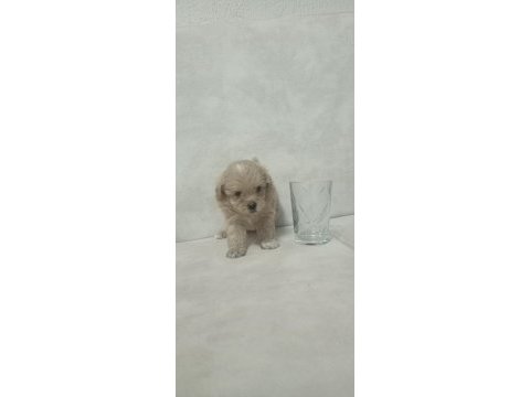 Dişi sıfır burun maltipoo