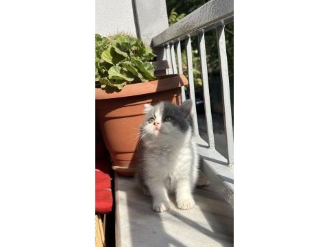 British shorthair bicolour