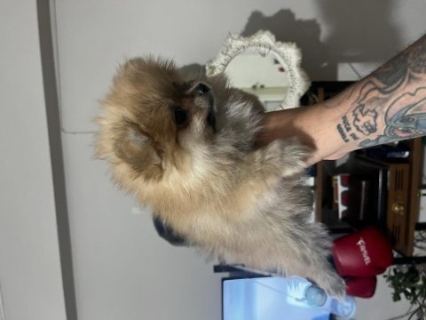 Son dişi pomeranian köpekler