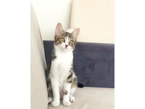 Dişi tekir kedimizi sahiplendirmek istiyoruz