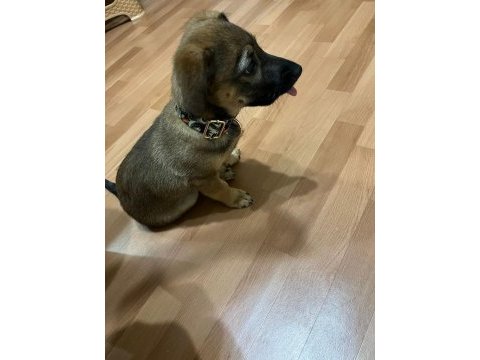 Küçük ırk fino yavru ev köpeği