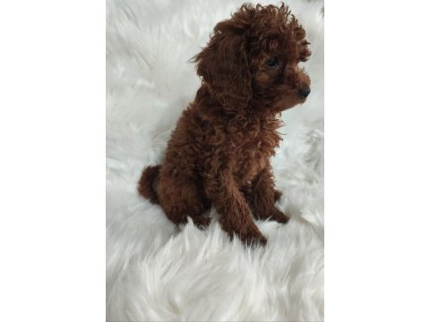 Toy poodle brown cana yakın