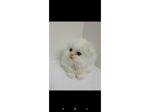 Scottish fold longhair dişi mavi gözlü