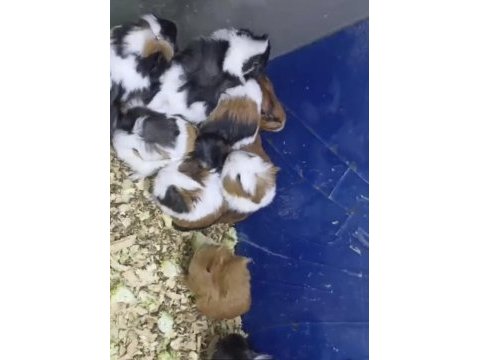 Guinea pig yavruları