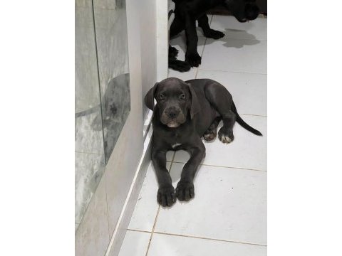 Şecereli cane corso iki buçuk aylık yavrularım