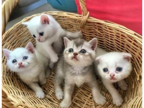 Safkan scottish fold & british shorthair kediler