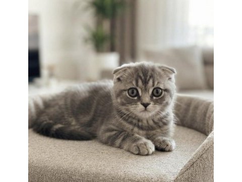 Silver tabby scottish fold dişi