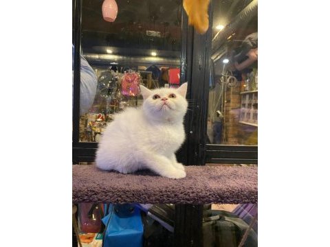 British shorthair erkek