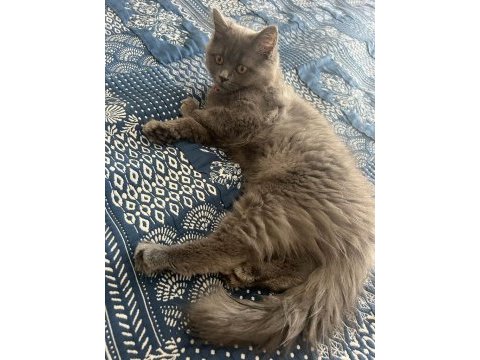 Uyguna dişi british longhair
