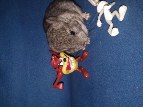 Chinchilla (çinçila) tavşanı