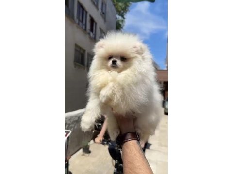 Pomeranian boo bebekler