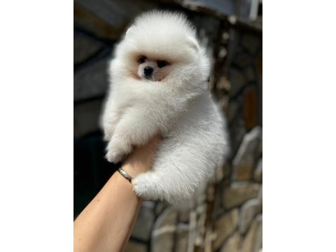 Çanakkale pomeranian boo
