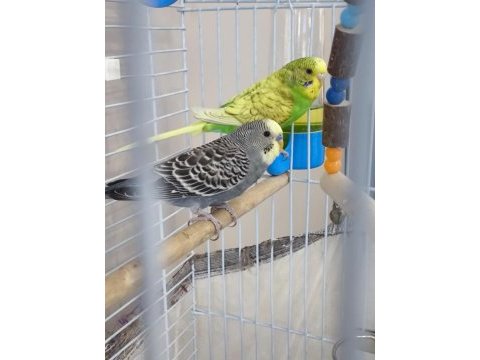 4 aylık bir dişi bir erkek muhabbet kuşları