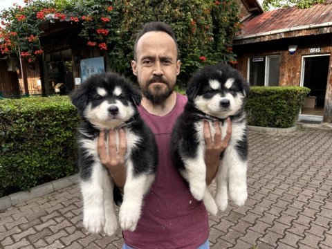 Alaskan malamute yavrularımız
