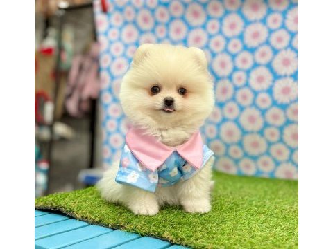 Sevimli pomeranian boo yavrularımız