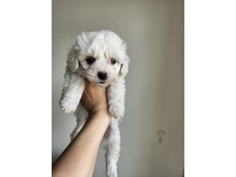 Terrier maltese bebekler