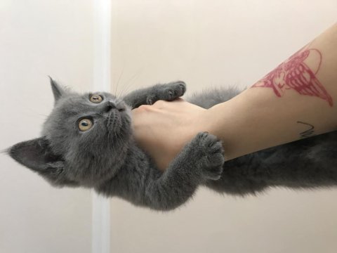 British shorthair