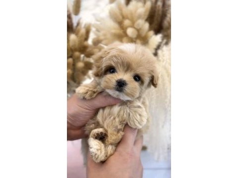 Orjınal saf kore teacup maltipoo yavrum