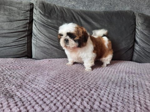 Shih tzu yavrular