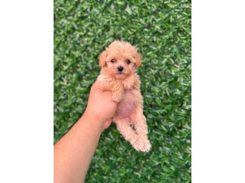 Irk ve sağlık garantili maltipoo yavrularımız