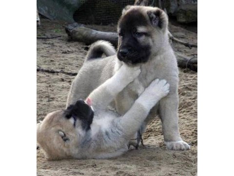 Sivastan safkan kangal yavruları