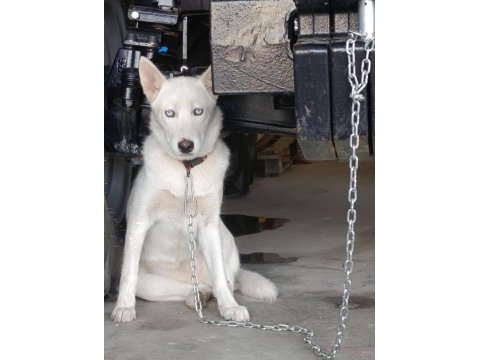 Safkan beyaz husky
