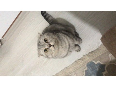 Scottish fold silver