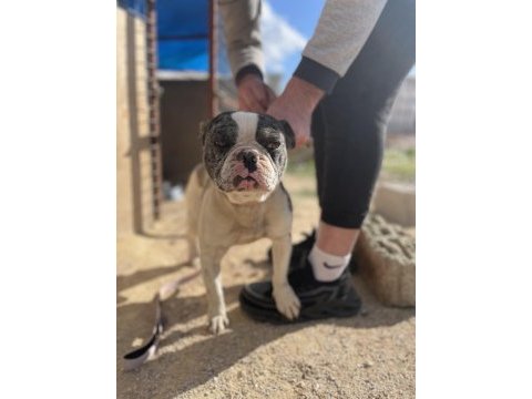 1.5 yaşında erkek french bulldog safkan merle aşılı