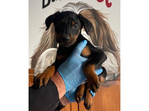 Doberman bebekler yeni ailerini bekliyor