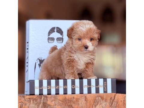 Maltipoo yavruları