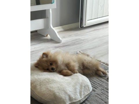 4.5 aylık yavru pomeranian