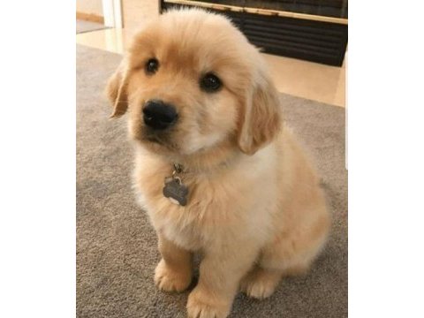 Safkan golden retriever yavrularımız