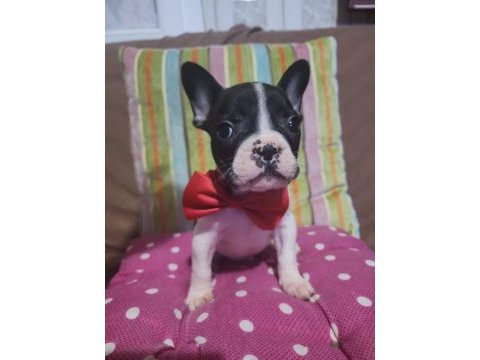 Safkan french bulldog erkek bebek
