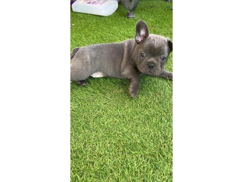 French bulldog