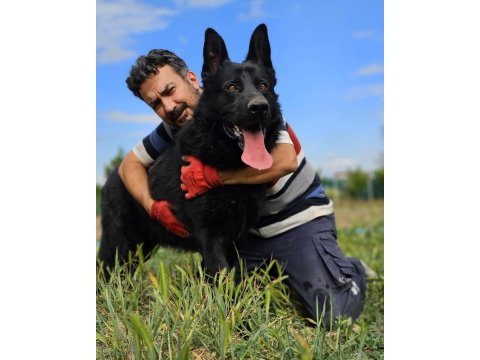 Irkının en iyisi siyah kurt köpeğimiz