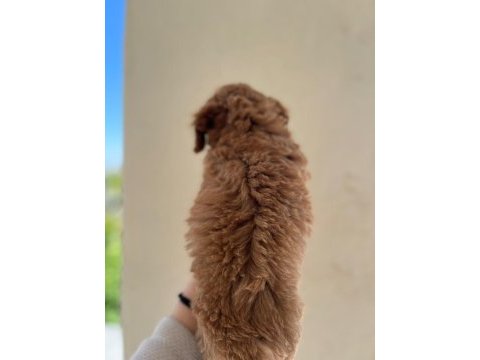 A kalite toy poodle