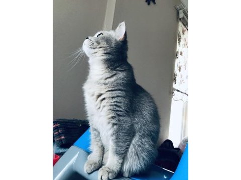 Ücretsiz sahiplendirilecektir british shorthair