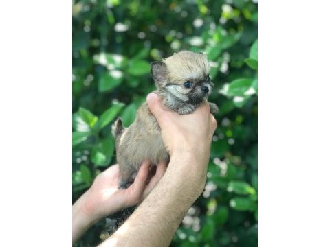 Özel longhair mikro teacup chihuahua