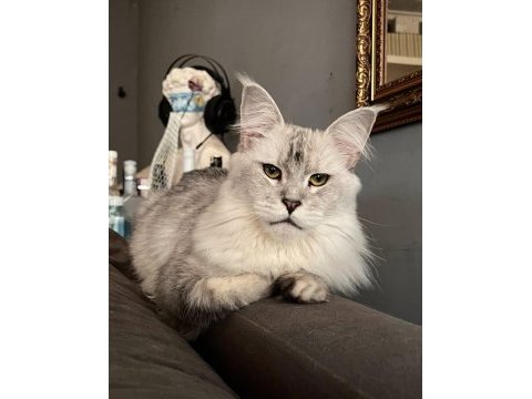Xxl maine coon yavrular