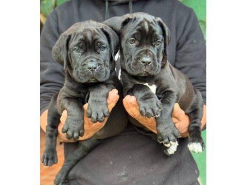 Profesyonel üretim çifliğinden cane corso kapıda ödeme