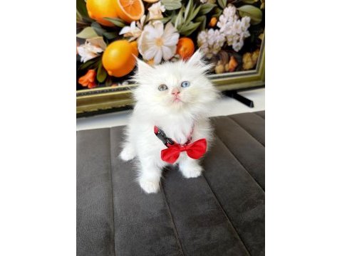 Kaliteli british longhair bebekler