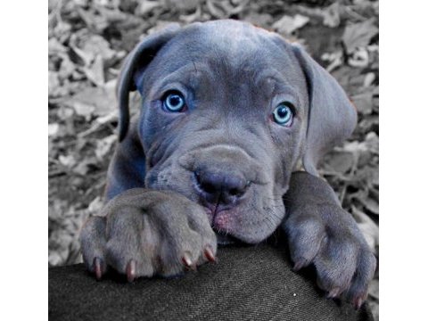 Orjinal blue cane corso yavrular