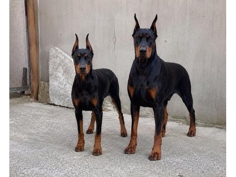 Seçkin kan hattı doberman yavrusu fotoğraflı ebeveyn
