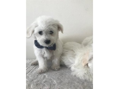 Maltese kardesler