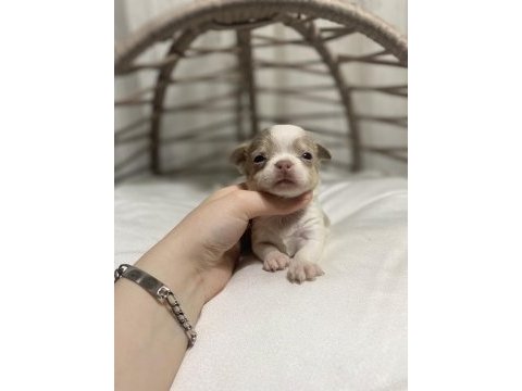 Kalite şivava bebek köpekler