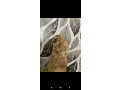 Scottish fold oğlumun çiftleşmesi için dişi arıyorum